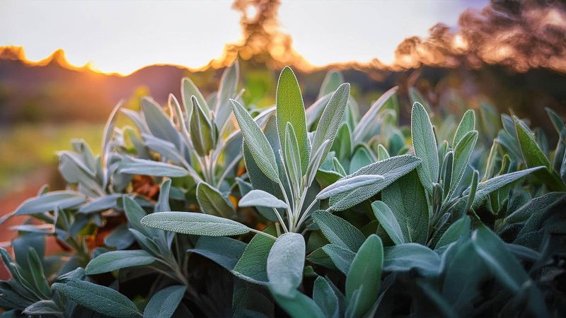 Sage