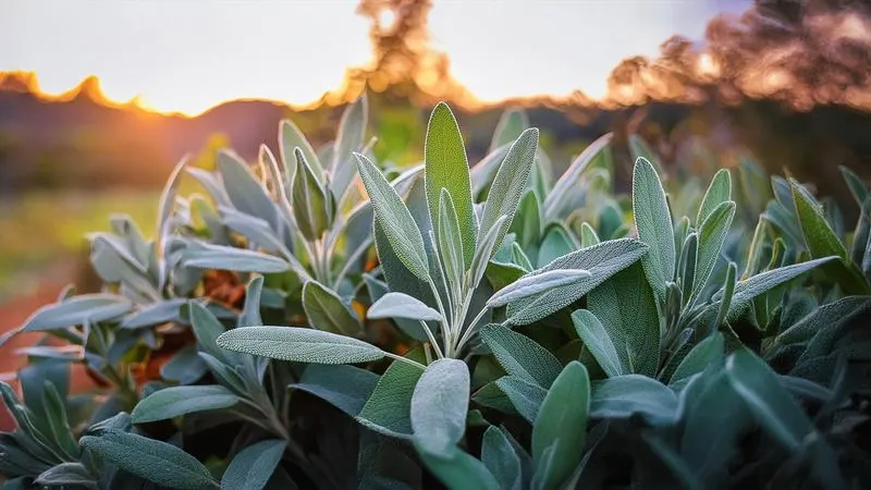 Sage