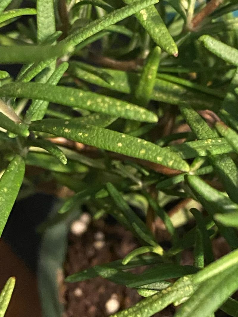 Rosemary