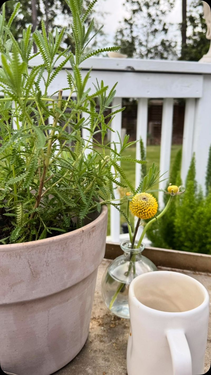 Rosemary