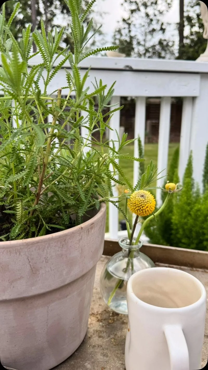 Rosemary