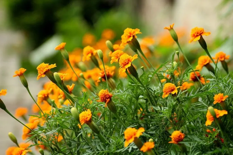 Marigolds
