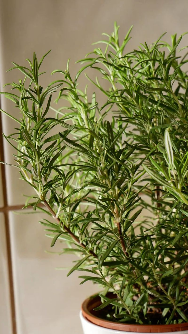 Rosemary