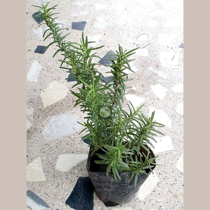 Rosemary