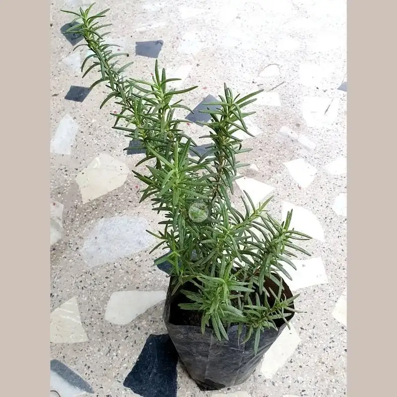 Rosemary