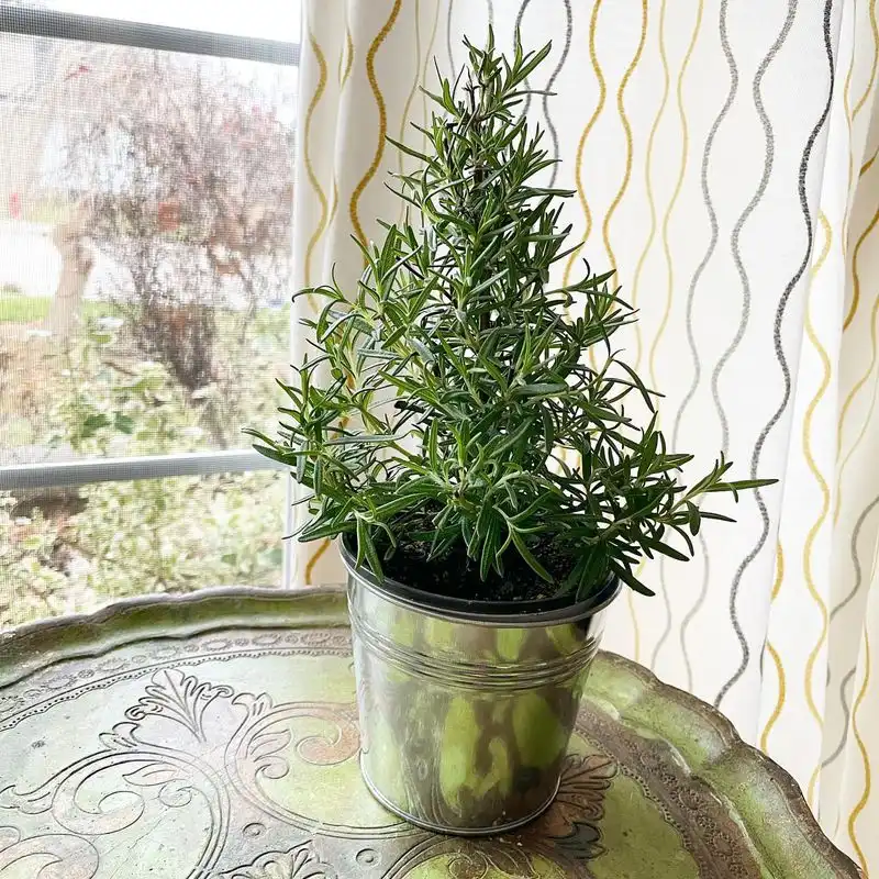 Rosemary