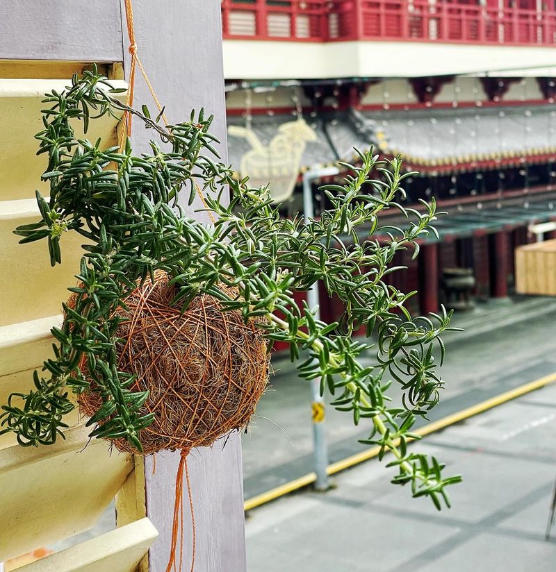 Rosemary