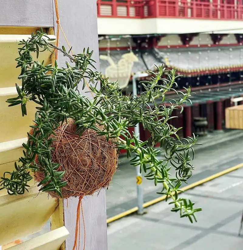 Rosemary