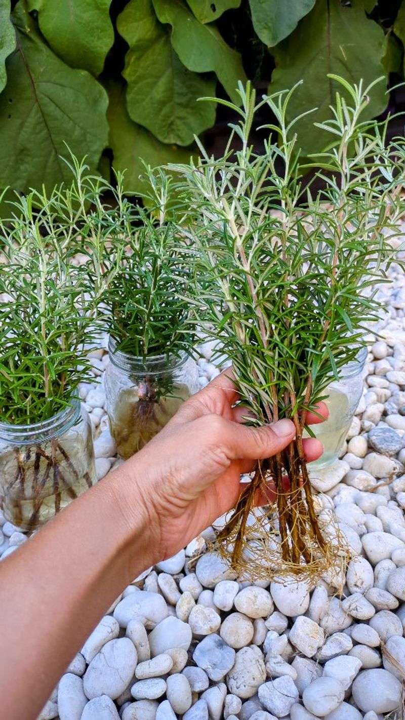 Rosemary