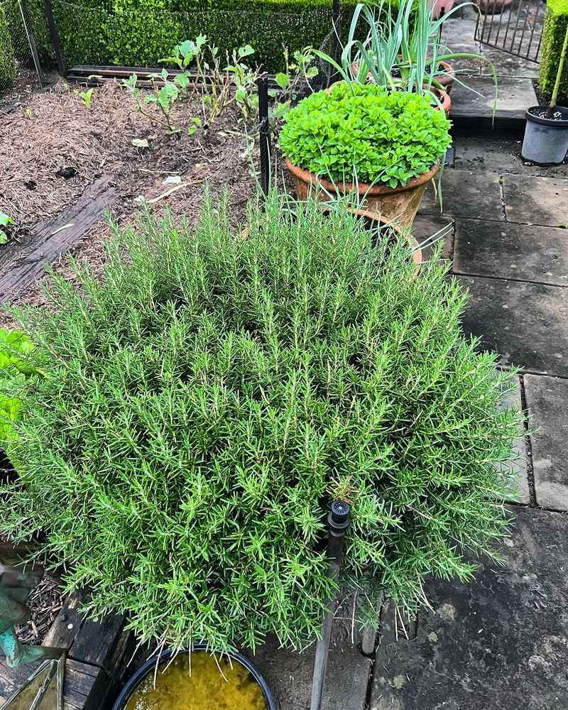 Rosemary