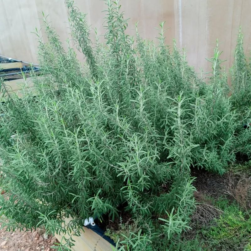 Rosemary