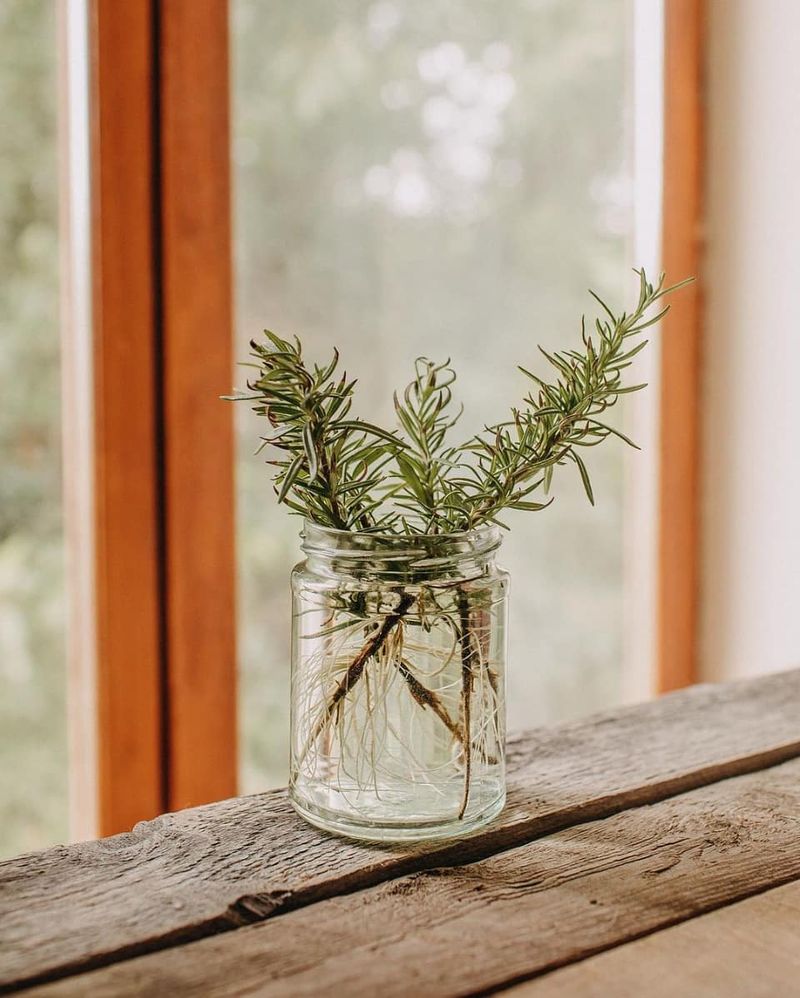 Rosemary
