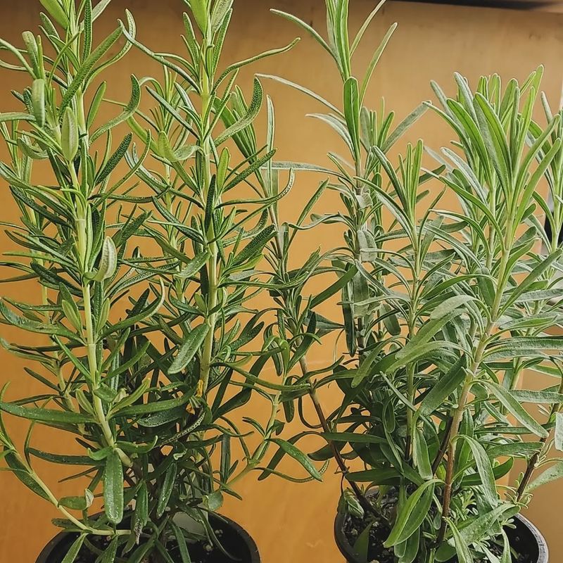 Rosemary