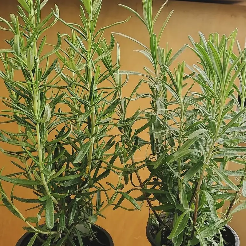 Rosemary