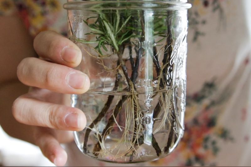Rosemary