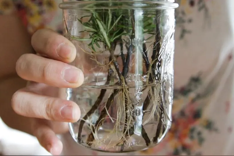 Rosemary