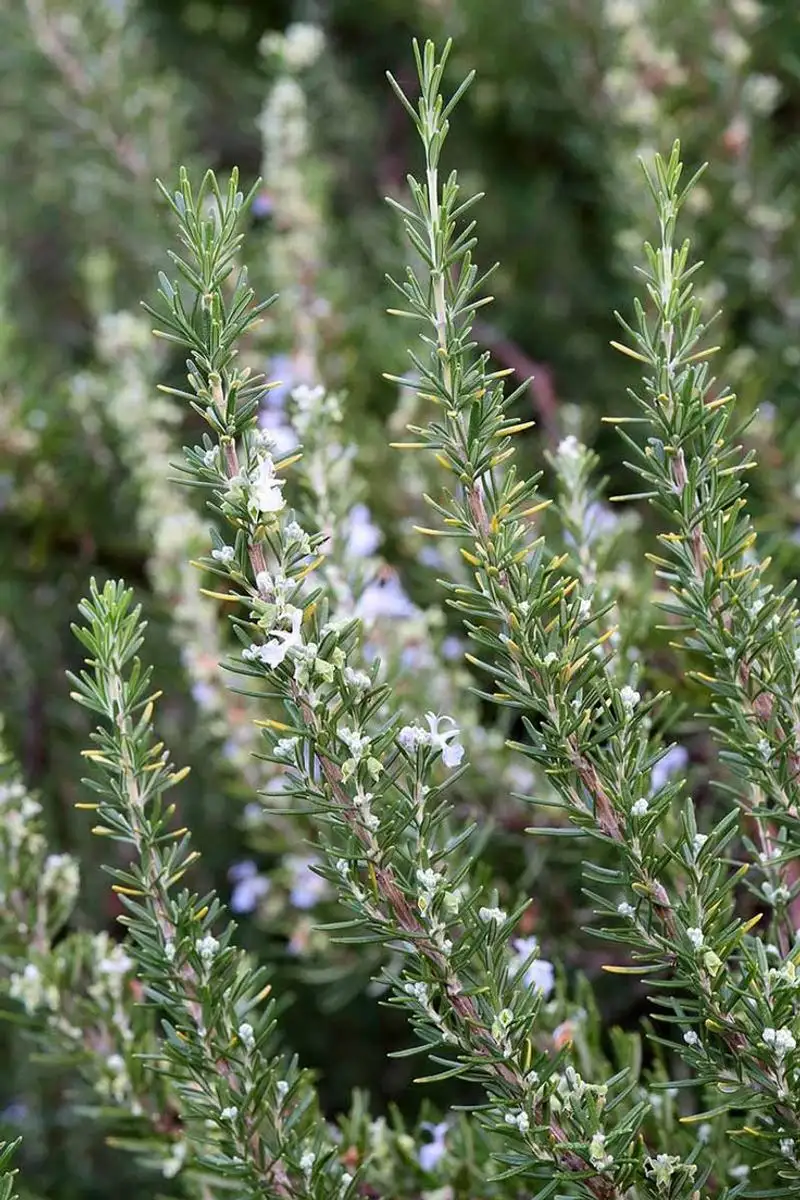 Rosemary: Memory Booster