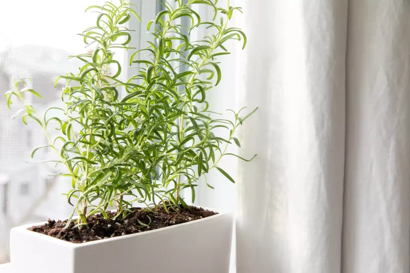 Rosemary Retreat