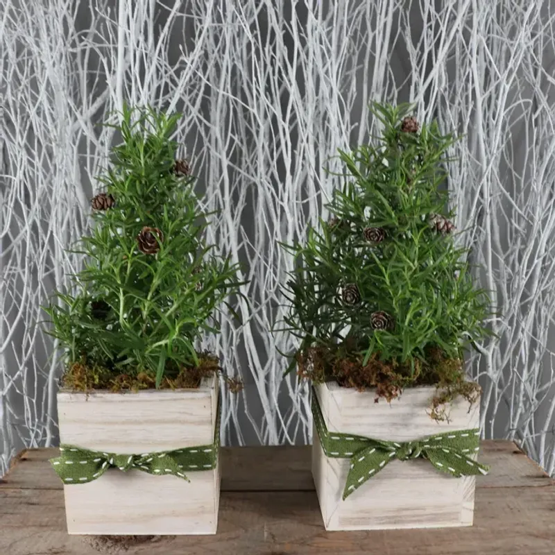Rosemary Topiaries