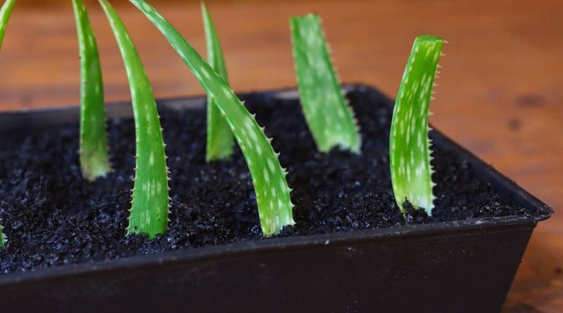 Aloe Vera Pups