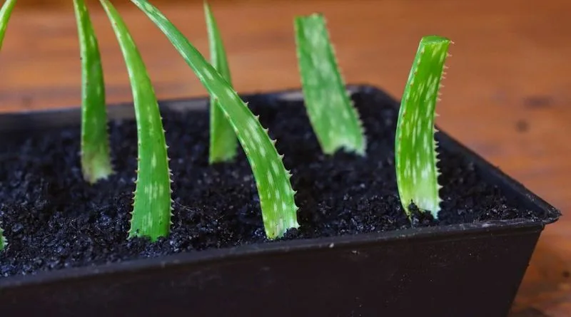 Aloe Vera Pups