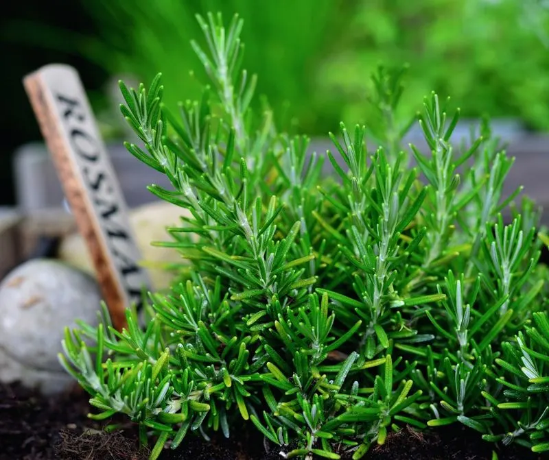 Rosemary