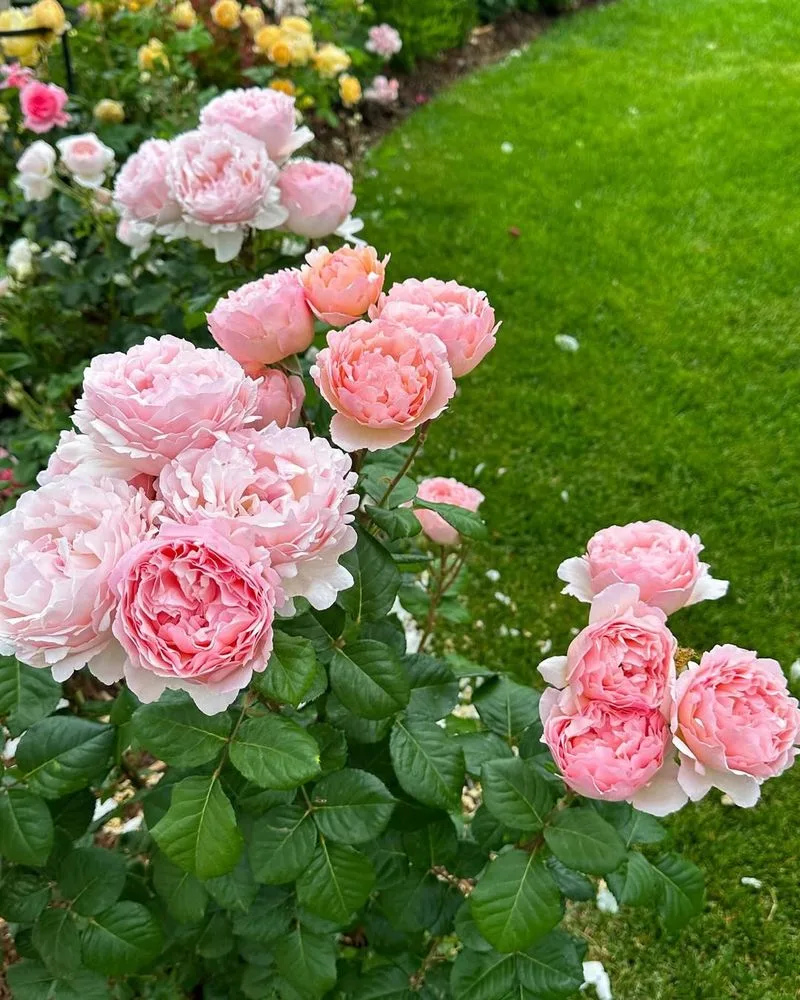 Roses