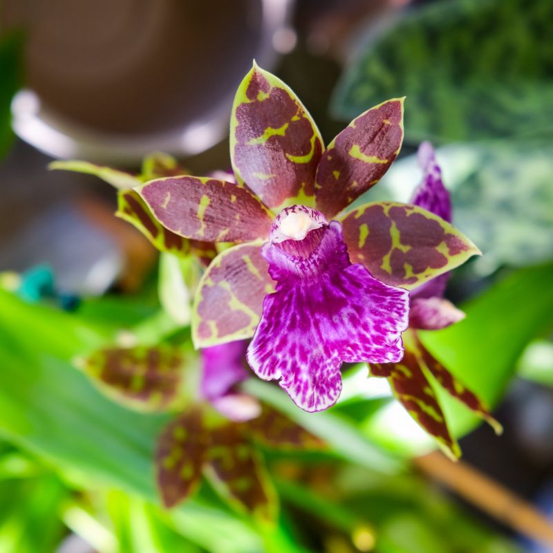 Orchid