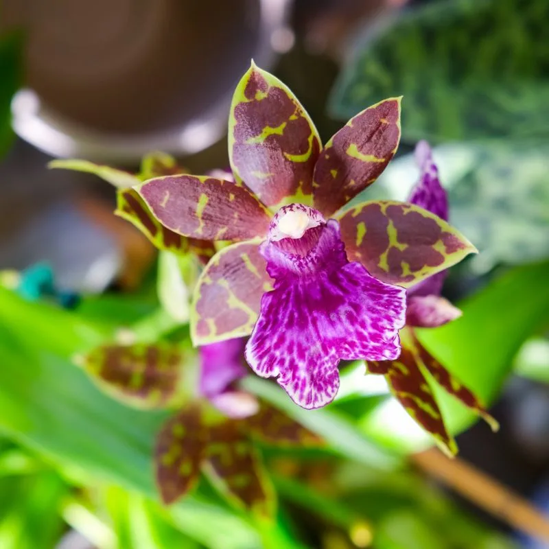 Orchid
