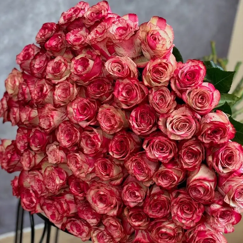 Roses