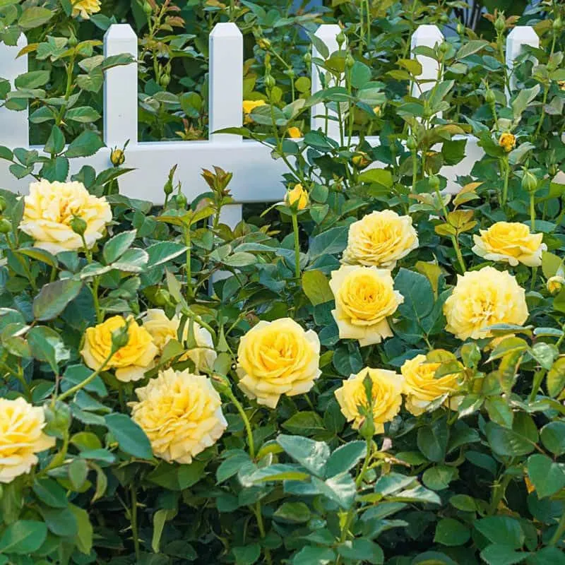 Roses