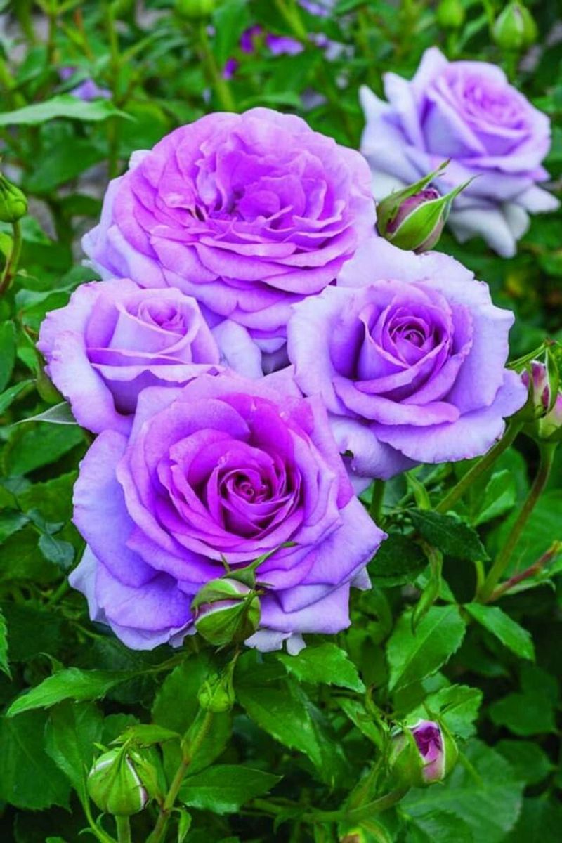 Roses