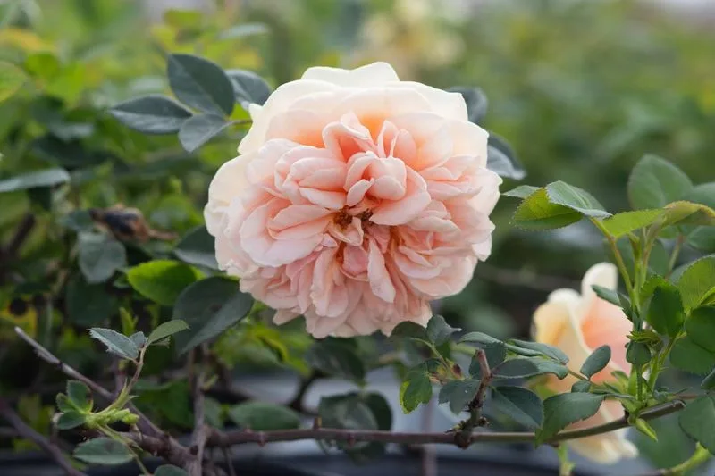 Roses