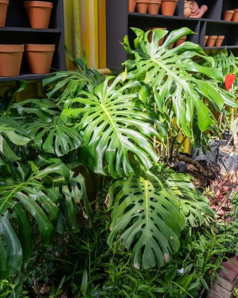 Rotate Plants Regularly