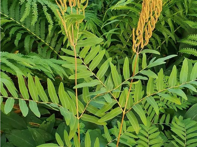Royal Fern