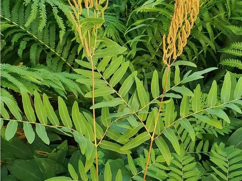 Royal Fern