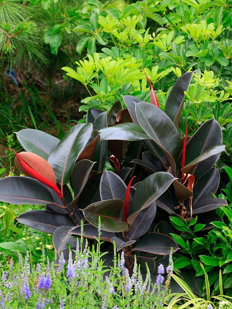 Rubber Plant