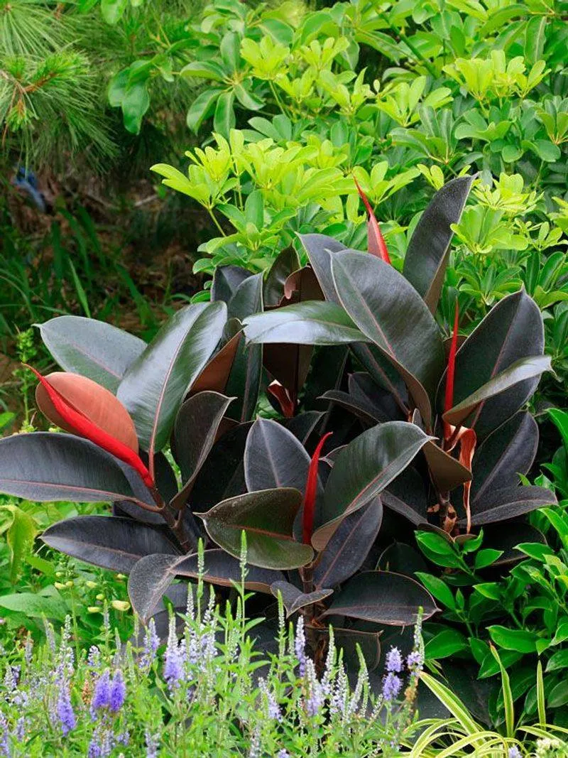 Rubber Plant