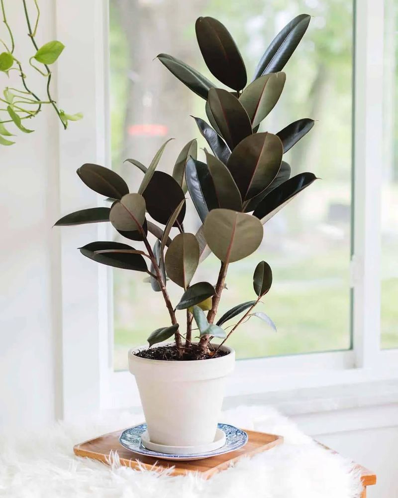 Rubber Plant