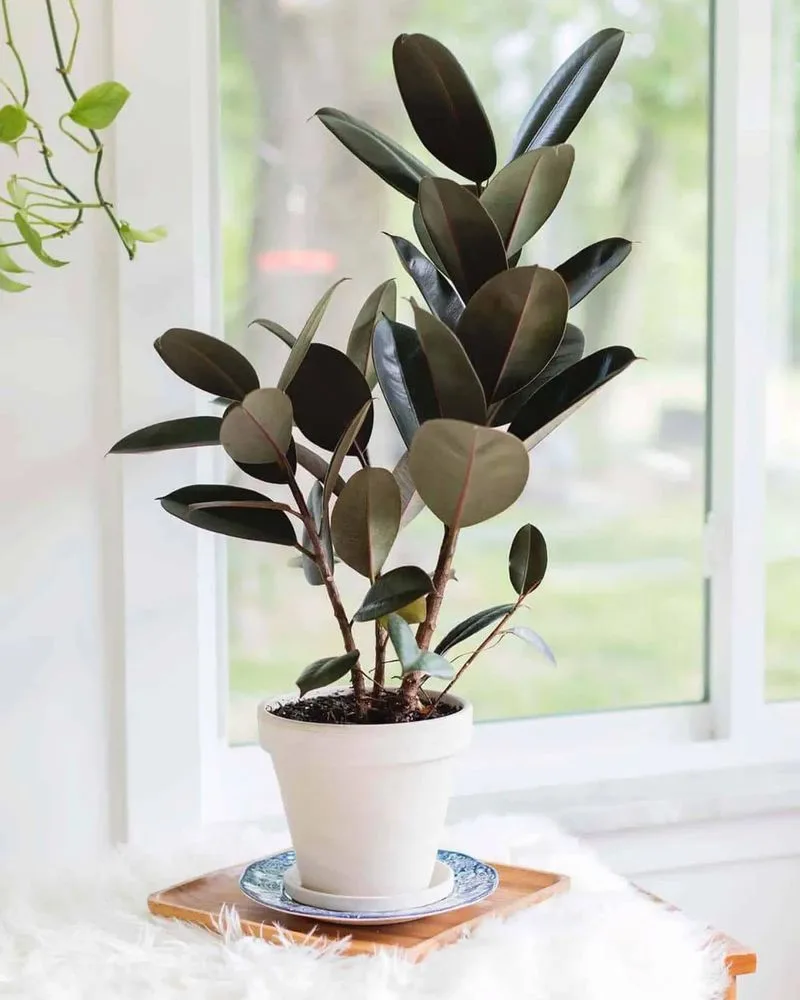 Rubber Plant