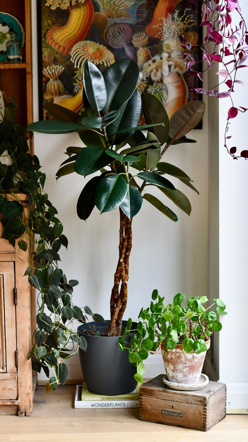 Rubber Plant