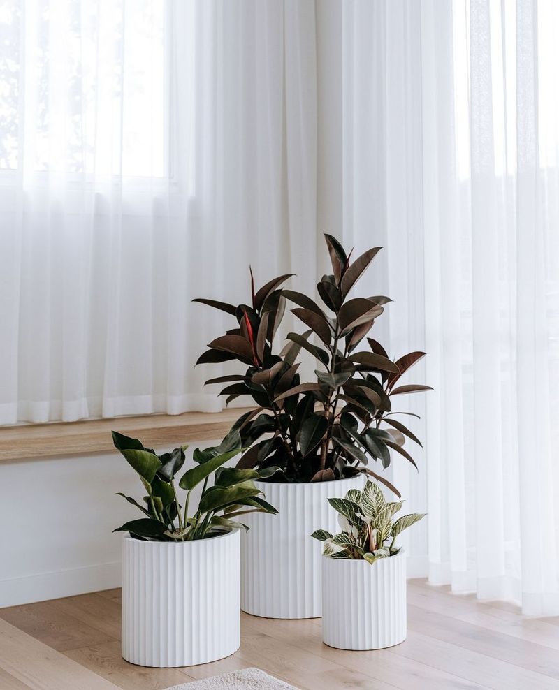 Rubber Plant