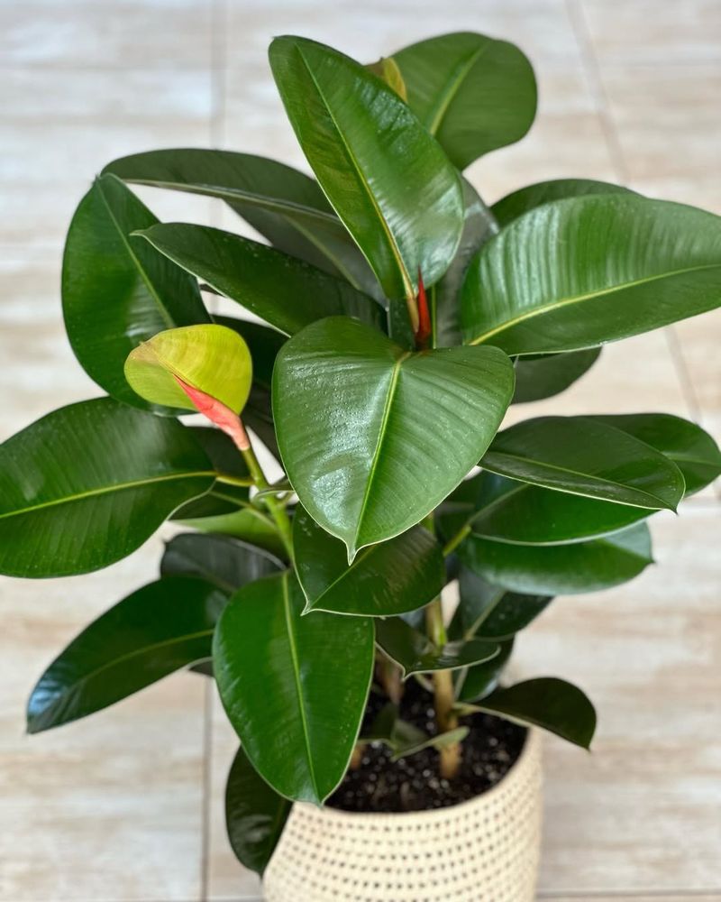 Rubber Plant