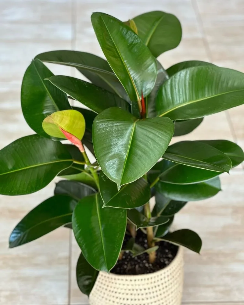 Rubber Plant