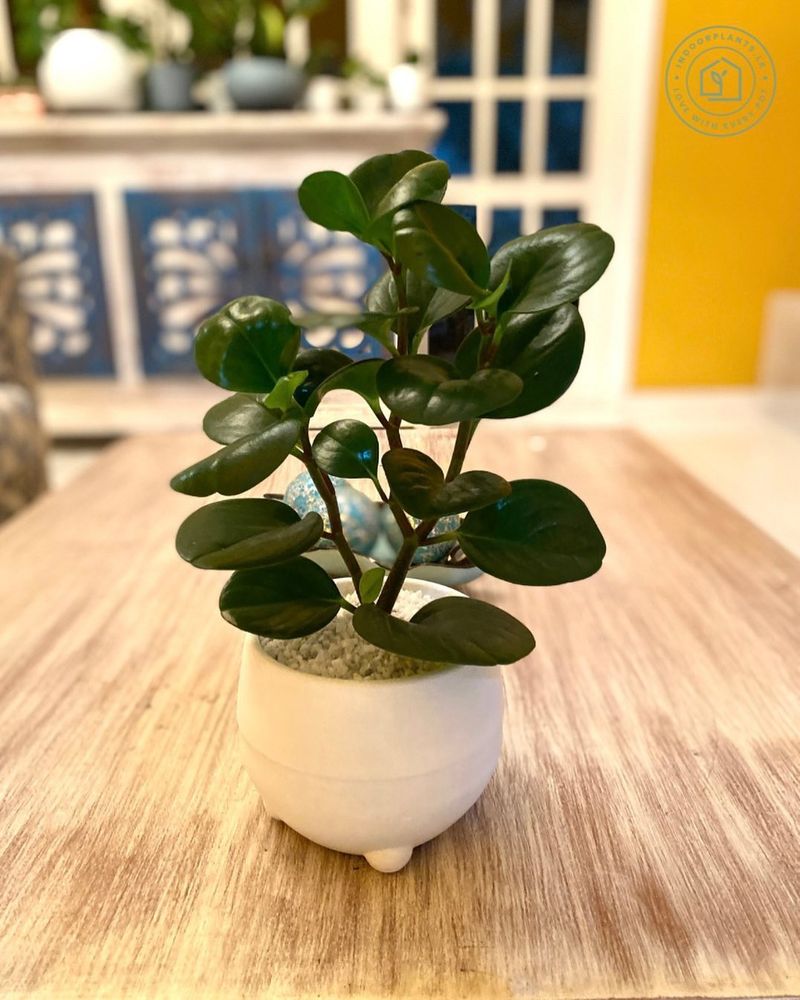 Rubber Plant