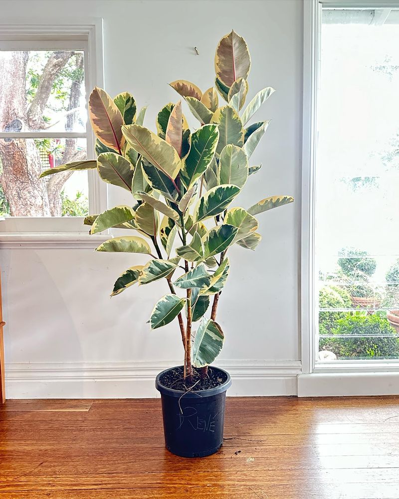 Rubber Plant