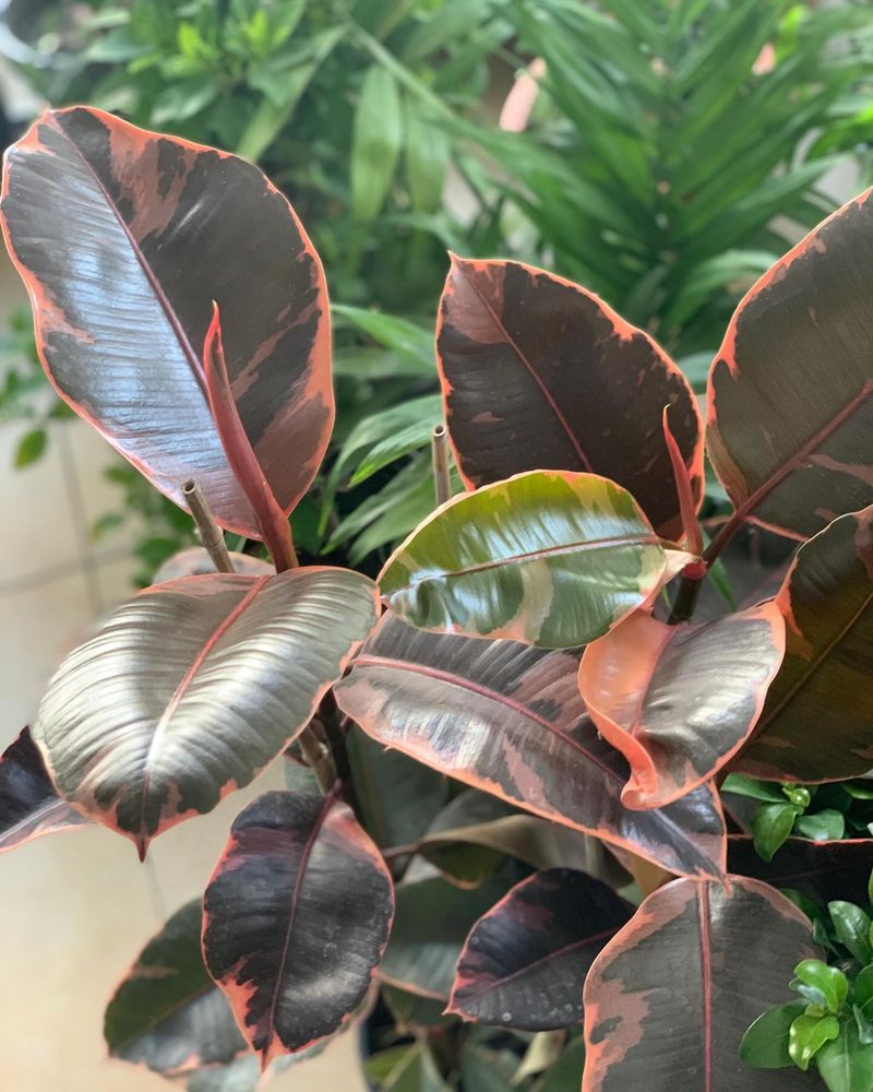 Rubber Plant