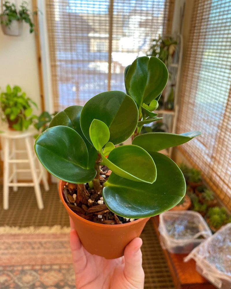 Rubber Plant