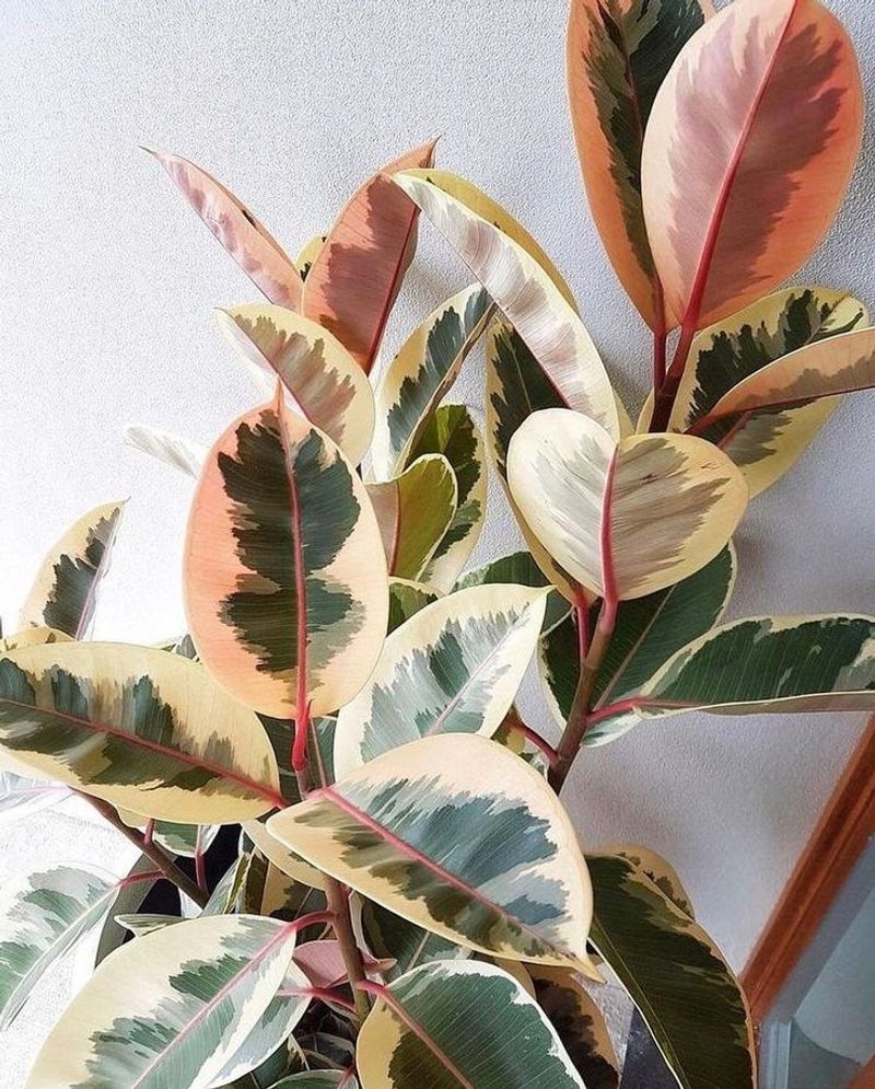 Rubber Plant