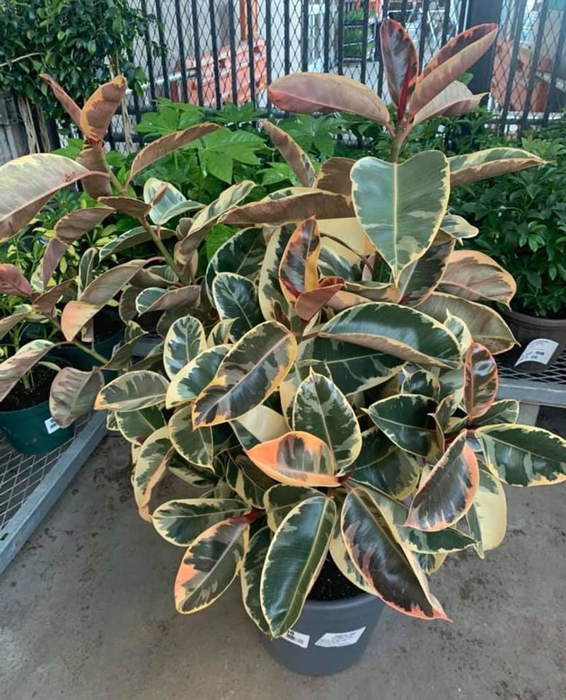 Rubber Plant